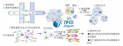 中國人自己的單細(xì)胞測(cè)序儀來了！